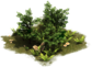 Buisson