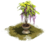 Glycine en pot