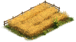Champ de blé