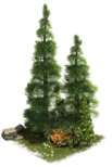 Cerf majestueux 2